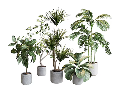 Various Bonsai Potted Plants With Green Leaves In Gray Ceramic Pots For Home Decor 3d model