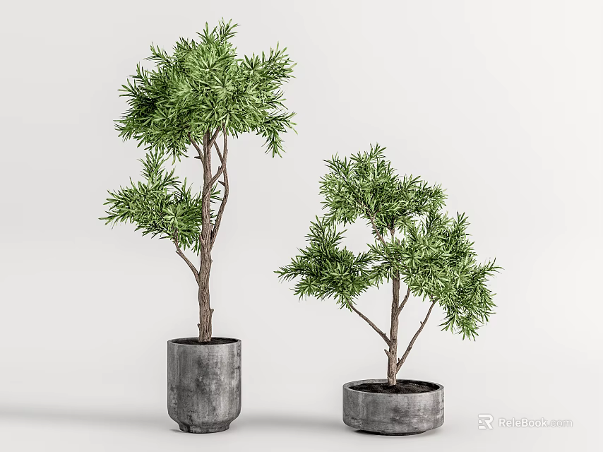 Two Decorative Bonsai Trees in Gray Concrete Pots on White Background 3d model