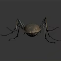 Detailed View Of Metallic Brown Beetle With Long Legs Isolated On Dark Background