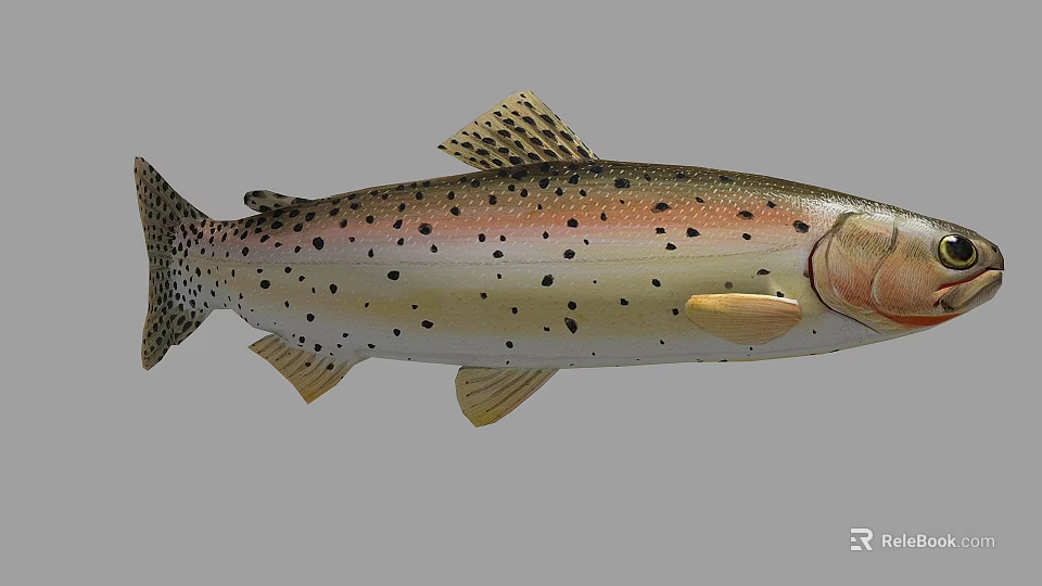 Detailed View Of Rainbow Trout With Colorful Body Black Spots And Yellow Fins 3d model 