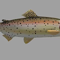 Detailed View Of Rainbow Trout With Colorful Body Black Spots And Yellow Fins