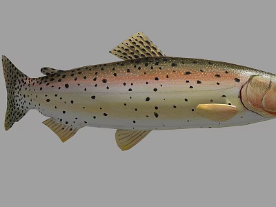 Detailed View Of Rainbow Trout With Colorful Body Black Spots And Yellow Fins 3d model