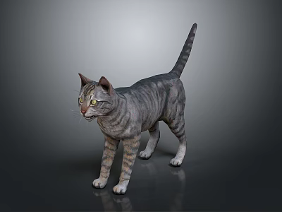 Gray Tabby Cat Standing On Dark Background With Striped Coat And Alert Posture 3d model