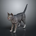 Gray Tabby Cat Standing On Dark Background With Striped Coat And Alert Posture