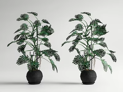 Bonsai Potted Plants with Lush Green Monstera Leaves in Black Round Pots for Indoor Decoration 3d model