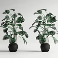 Bonsai Potted Plants with Lush Green Monstera Leaves in Black Round Pots for Indoor Decoration