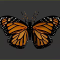 Monarch Butterfly With Spread Orange And Black Wings And White Spots On Dark Background