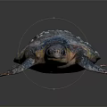 Reptile Sea Turtle With Mottled Shell White Spots And Colorful Body On Dark Background