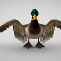 Duck With Green Head Yellow Beak Brown And White Body Spread Wings Standing
