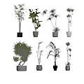 Various Bonsai Potted Plants With Different Leaf Types And Stylish Pots On Shelf 3d model
