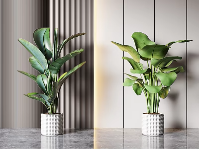 Indoor Potted Plants With Large Green Leaves In White Textured Pots On Gray Surface 3d model