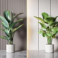 Indoor Potted Plants With Large Green Leaves In White Textured Pots On Gray Surface