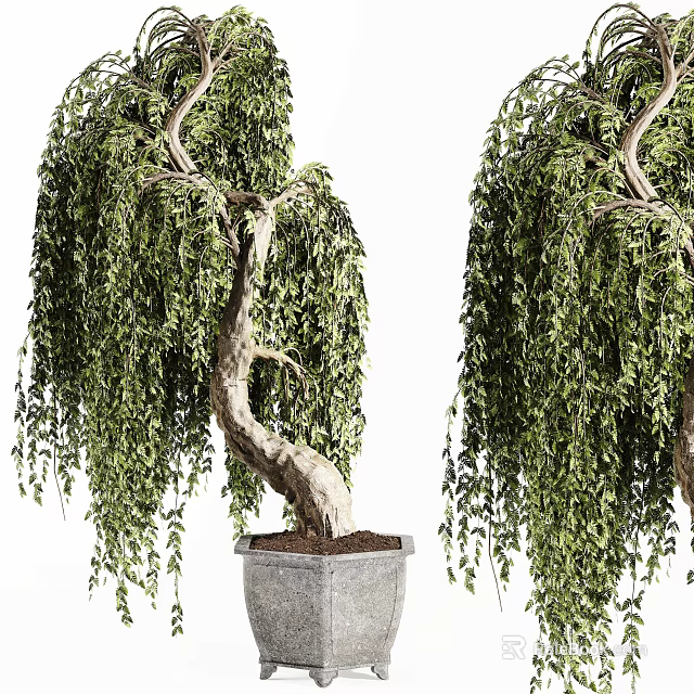 Weeping Willow Bonsai Potted Plants with Curved Trunk and Lush Leaves in Gray Pot 3d model 