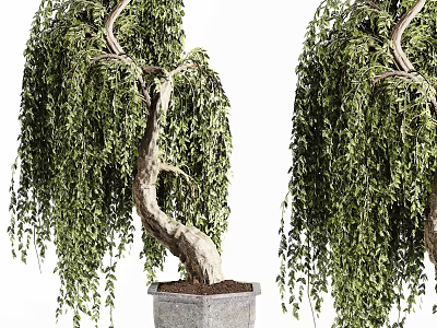 Weeping Willow Bonsai Potted Plants with Curved Trunk and Lush Leaves in Gray Pot 3d model