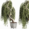 Weeping Willow Bonsai Potted Plants with Curved Trunk and Lush Leaves in Gray Pot