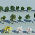 Various Arbor Trees with Yellow Pink Green Foliage in Garden Landscape