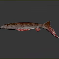 Graceful Red Spotted Fish Swimming On Dark Background With Clear Reflection