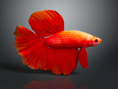 Vibrant Red Betta Fish With Flowing Fins Swimming In Aquarium Tank 3d model
