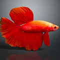 Vibrant Red Betta Fish With Flowing Fins Swimming In Aquarium Tank