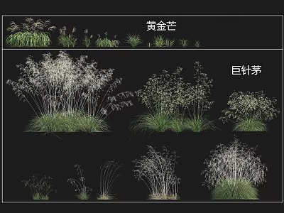 Different Growth Forms of Golden Mango Grass and Giant Needle Grass in Landscaping 3d model