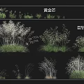 Different Growth Forms of Golden Mango Grass and Giant Needle Grass in Landscaping