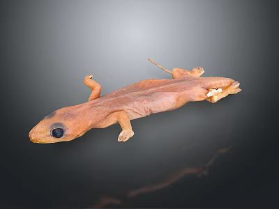 Brown Salamander With Long Body Large Eyes And Small Limbs On Black Background 3d model