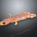 Brown Salamander With Long Body Large Eyes And Small Limbs On Black Background