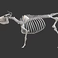 modern skeleton cow skeleton 3d model