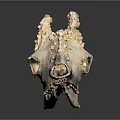 Detailed Animal Skull With Remaining Hair And Bone Structure Close Up