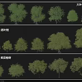 Various Arbor Species Including Big Leaf Banyan Broad Leaf Banyan And American Elm
