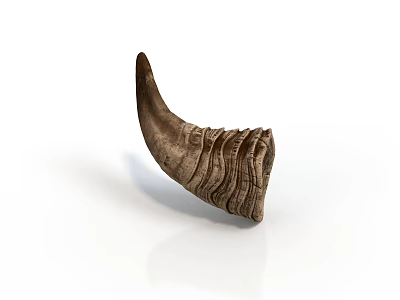 Cow Horn With Natural Texture And Curved Shape On White Background 3d model