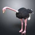 Black Ostrich With Pink Neck Long Legs And Feathered Body Standing Tall