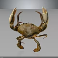 Isolated Realistic Orange Crab With Large Claws Standing In Detailed Pose On Dark Background