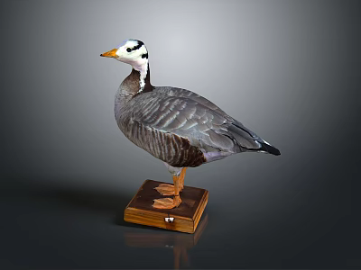 Taxidermy Goose With Gray and White Plumage Standing on Wooden Base Display Decoration 3d model