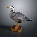 Taxidermy Goose With Gray and White Plumage Standing on Wooden Base Display Decoration