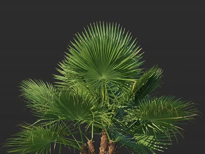 Lush Palm Tree With Green Fan Shaped Leaves And Brown Trunk Against Dark Background 3d model
