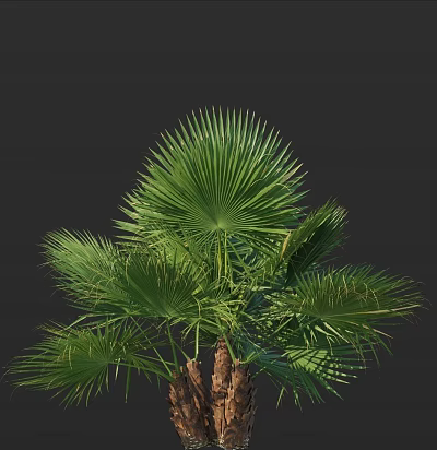 Lush Palm Tree With Green Fan Shaped Leaves And Brown Trunk Against Dark Background 3d model