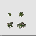 Beautiful Purple Hydrangea Plants With Blooming Flower Clusters And Green Leaves In Garden Setting