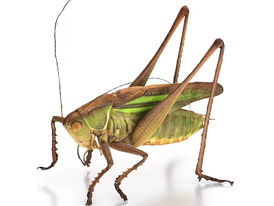 Green Cricket Flying Insect with Long Legs Antennae and Green Wings 3d model