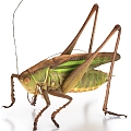 grasshopper insect 3d model