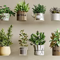 Diverse Bonsai Potted Plants with Stylish Containers for Indoor Home Decor