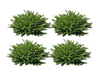 Modern shrubs and flowers 3d model Modern shrubs and flowers 3d model