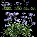 Decorative Garden Ornaments With Clustered Purple Flowers And Green Leaves