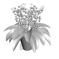 Potted Lily of the Valley With White Flowers And Green Leaves