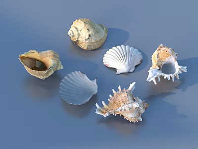 Decorative Seashells Collection Featuring Various Shapes And Natural Texture For Home Decor 3d model