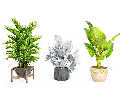 Bonsai Potted Plants with Three Different Leaf Types in Wooden Gray and Beige Pots 3d model