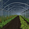 Durable Sunshade Structure For Greenhouse With Transparent Roof And Organized Vegetable Beds