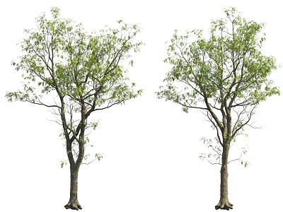 Two Green Leafy Trees With Brown Trunks And Lush Foliage 3d model