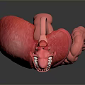 Human Organs And Hair Structure 3D Model Display With Liver Intestines And Teeth