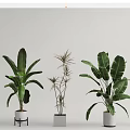Various Potted Plants with Different Leaf Shapes in Stylish Planters and Stands for Home Decor